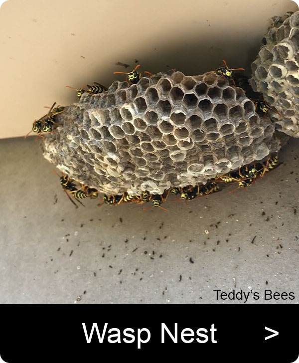 picture of wasp nest on the eave of a home. nav image
