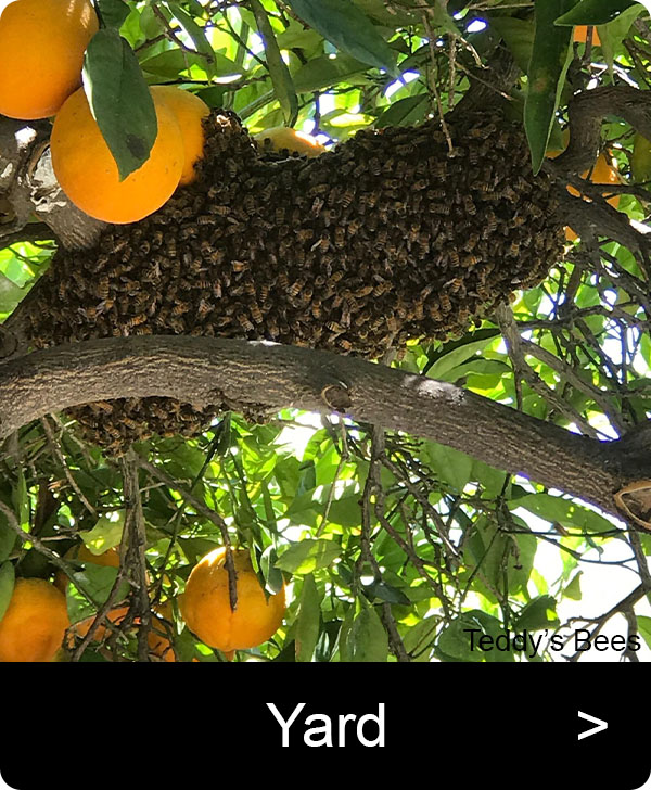 Picture of bee swarm on an orange tree. nav link image