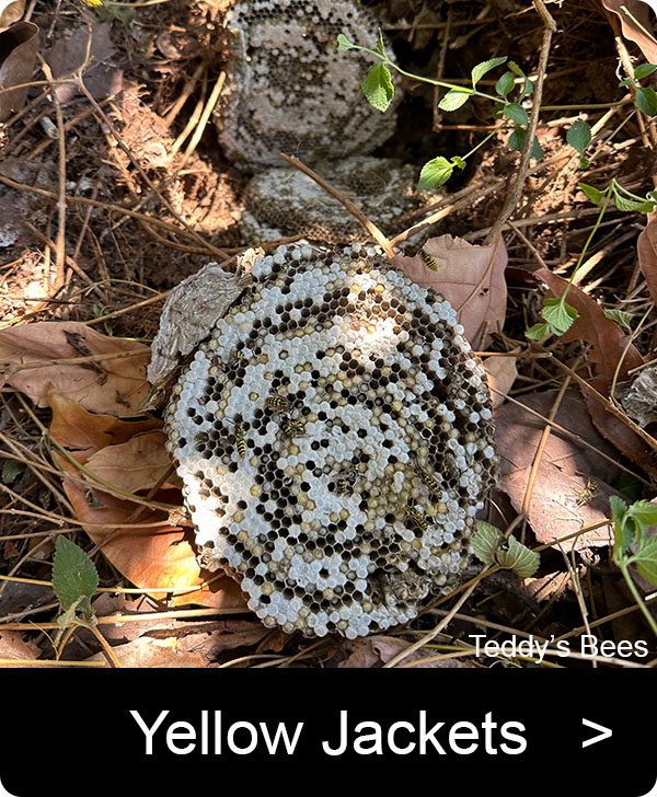 image of a yellow jacket nest in the ground